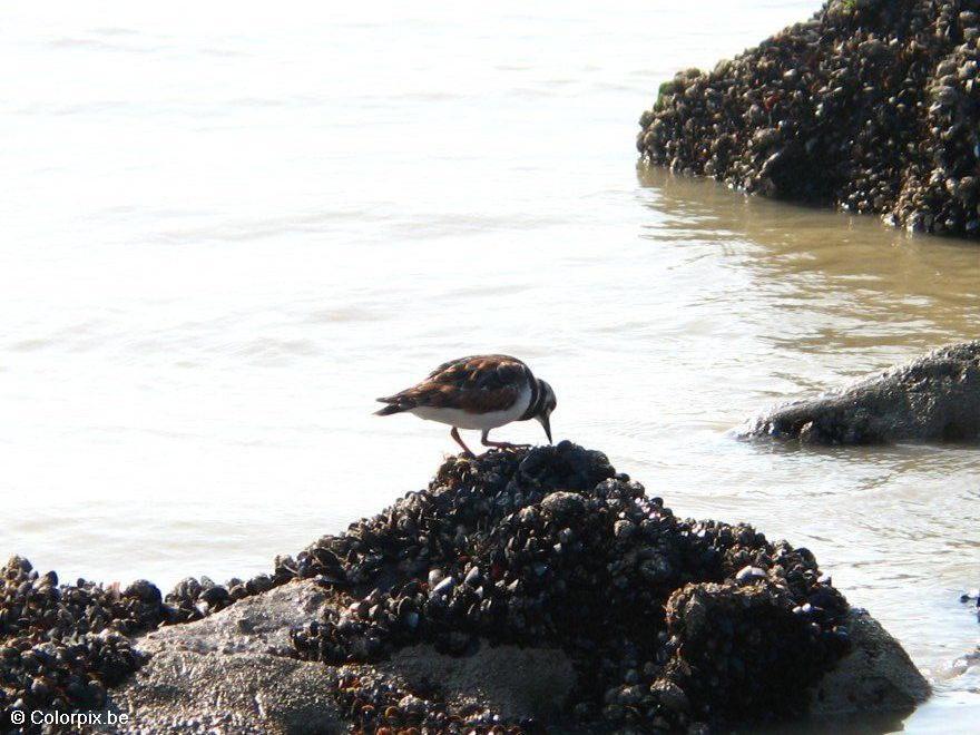 Photo tournepierre A  collier